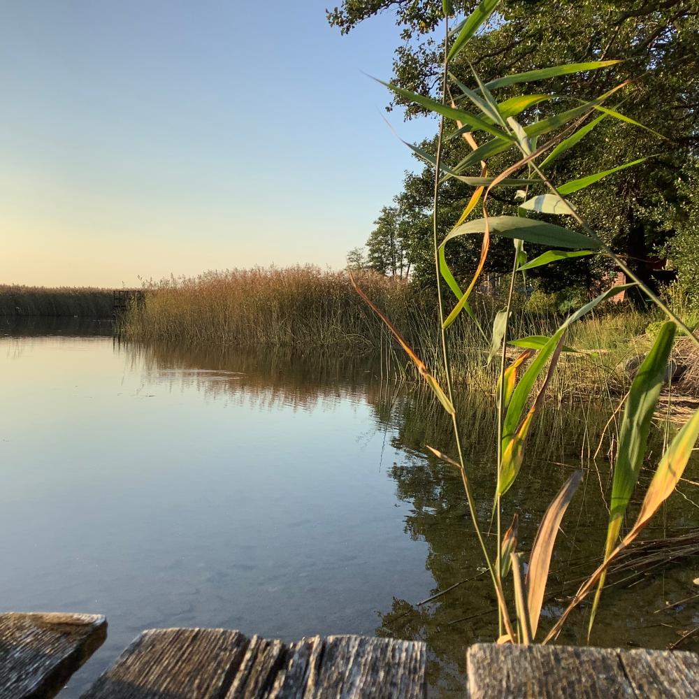 Bild av en vassrugg vid vatten i ett höstligt landskap med en bit gammal brygga i förgrunden.